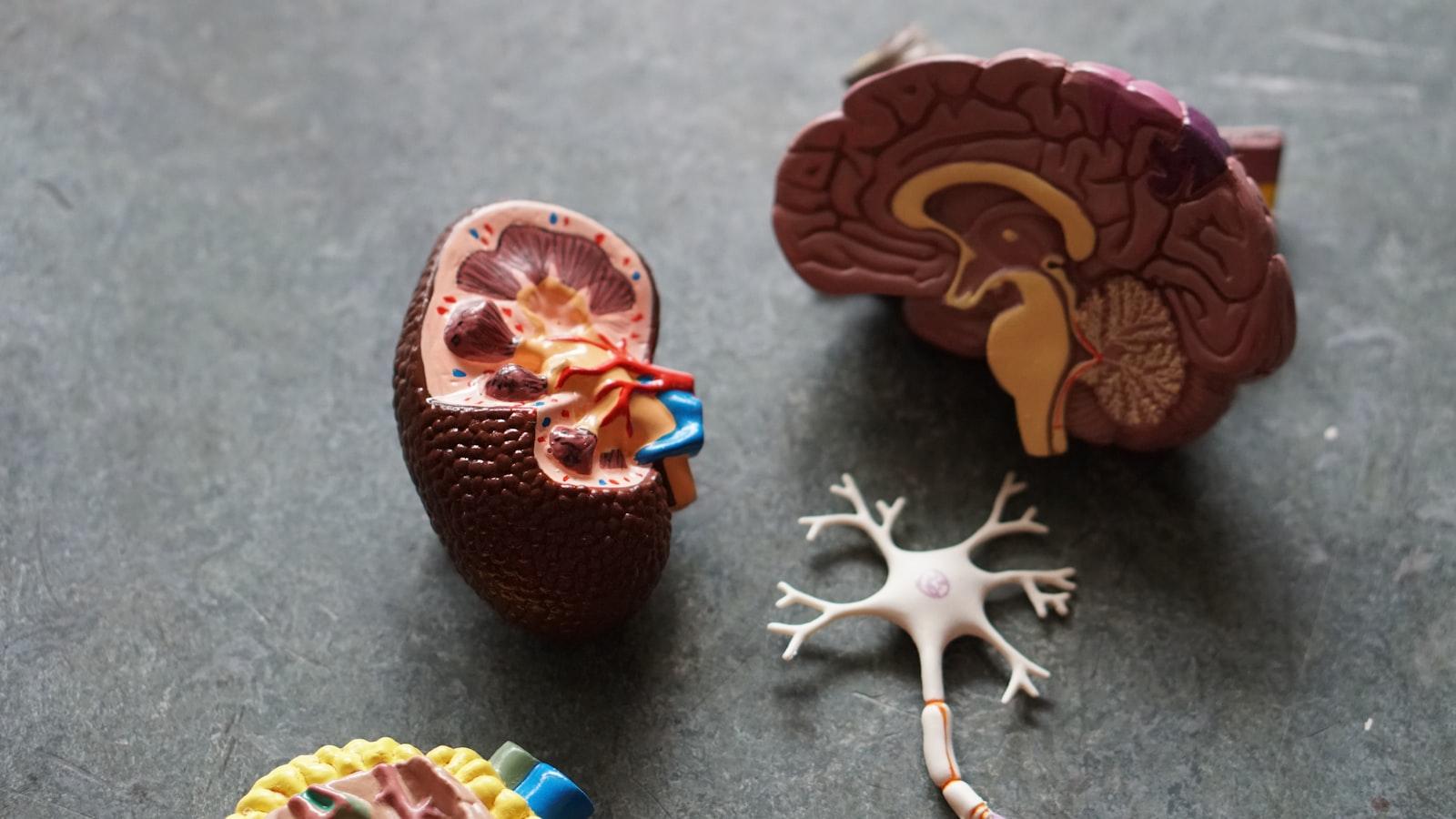 The Gut-Brain Connection: Exploring the Link between Nutrition and Mental Health